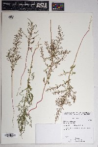 Dysphania graveolens image