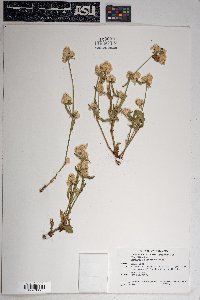 Gomphrena caespitosa image