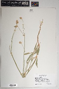 Gomphrena sonorae image