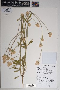 Gomphrena sonorae image