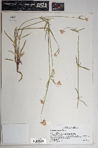 Gomphrena sonorae image