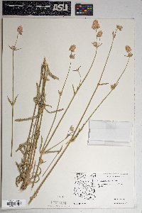 Gomphrena sonorae image