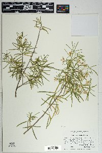 Choisya dumosa var. arizonica image