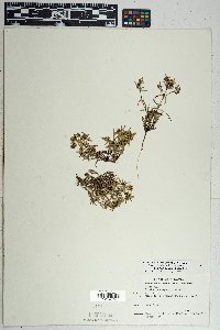 Houstonia wrightii image