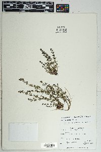 Galium wrightii image