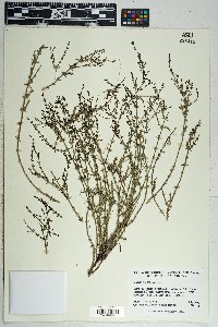 Galium wrightii image