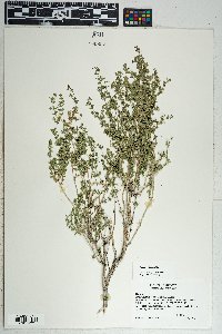 Galium stellatum image