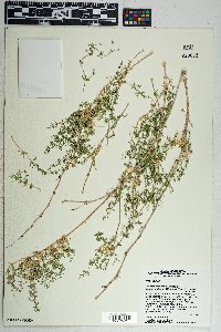 Galium stellatum image