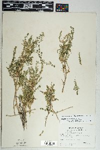 Galium stellatum image