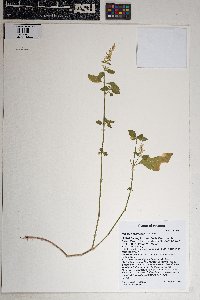 Iresine heterophylla image