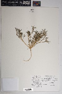 Blitum nuttallianum image