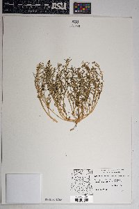 Blitum nuttallianum image