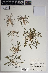 Blitum nuttallianum image