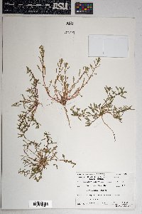 Blitum nuttallianum image