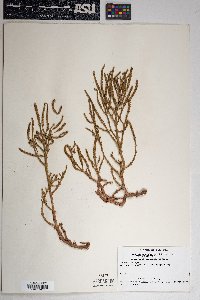 Sarcocornia utahensis image