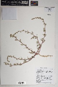 Salsola paulsenii image