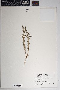 Salsola kali image