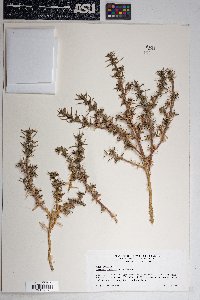 Salsola tragus image