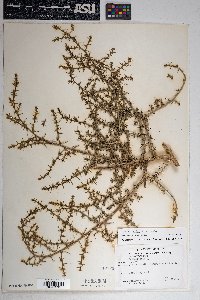 Salsola tragus image