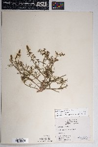 Salsola tragus image