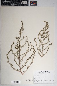 Salsola tragus image