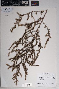 Salsola tragus image