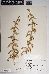 Salsola paulsenii image