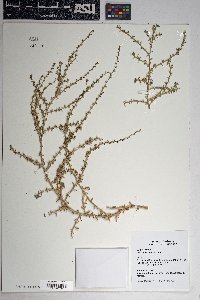 Salsola tragus image