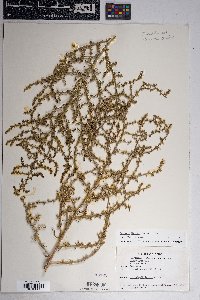 Salsola tragus image