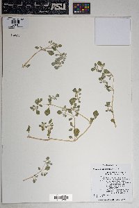 Tidestromia lanuginosa image