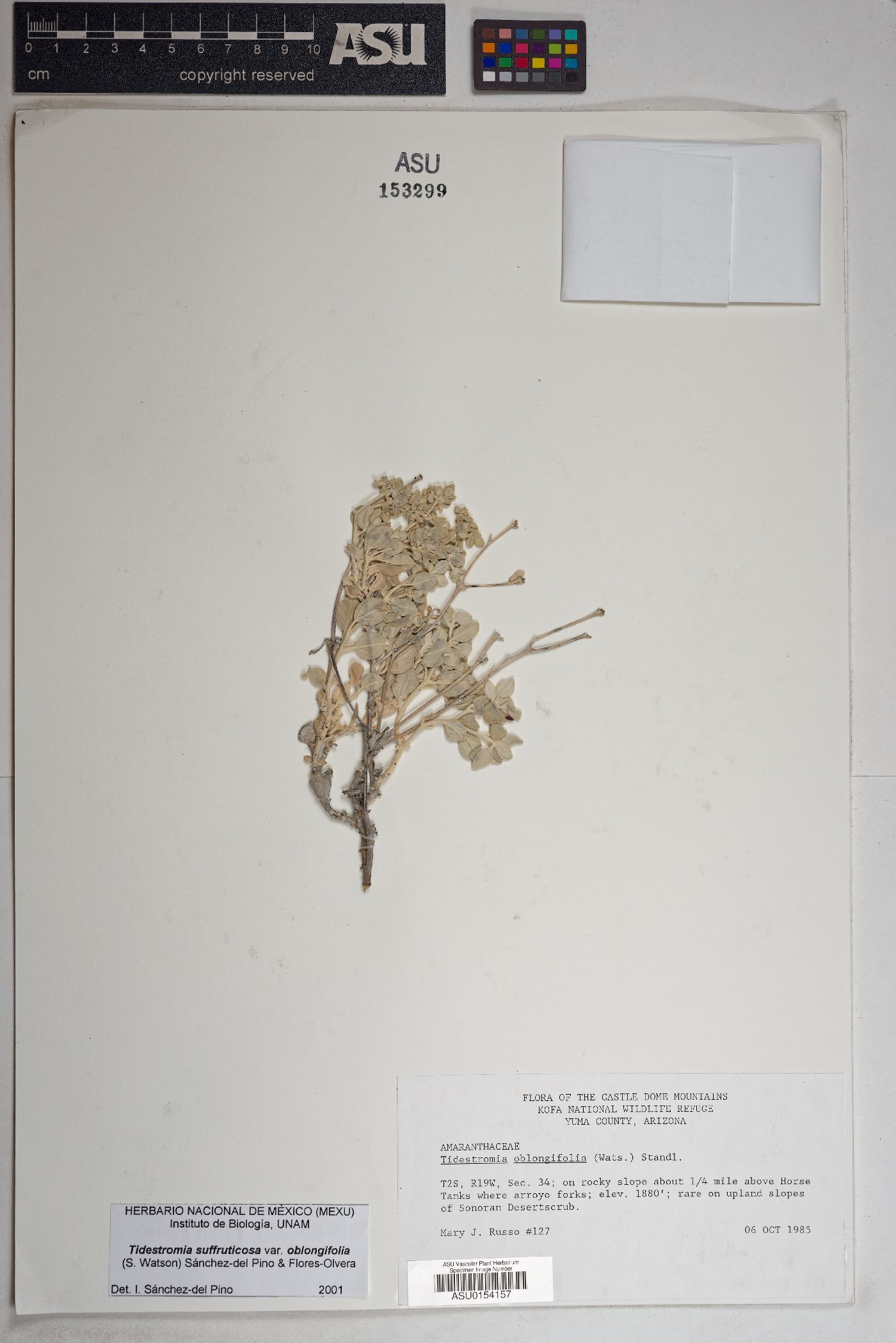 Tidestromia suffruticosa var. oblongifolia image