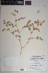 Tidestromia suffruticosa image