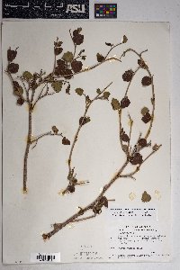 Rhus trilobata image