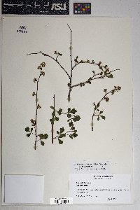 Rhus trilobata image