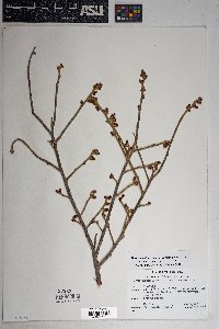 Rhus trilobata image