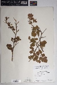 Rhus trilobata image