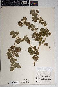 Rhus trilobata image