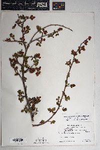 Rhus trilobata image