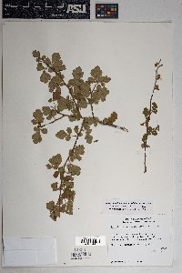 Rhus trilobata image