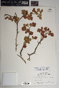 Rhus trilobata image