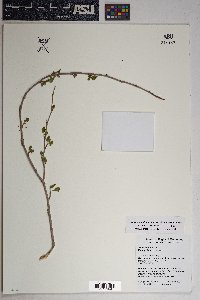 Rhus trilobata image