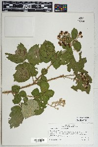 Rubus discolor image