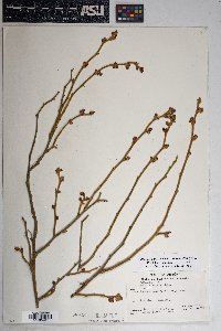 Rhus trilobata image