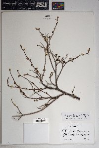 Rhus trilobata image