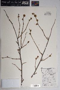 Rhus trilobata image