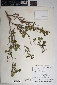 Rhus trilobata image