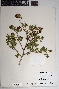 Rhus trilobata image