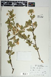 Prunus emarginata image