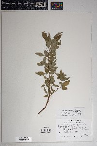 Toxicodendron radicans subsp. divaricatum image