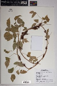 Toxicodendron radicans subsp. divaricatum image